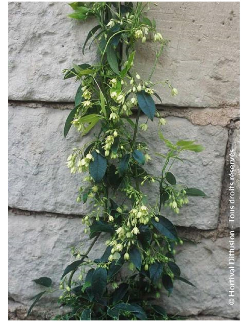 HOLBOELLIA latifolia (Goufla, Vigne bleue de Chine)