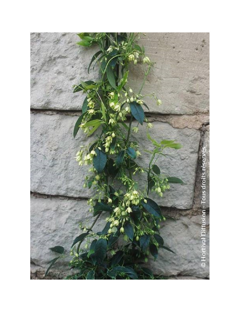 HOLBOELLIA latifolia