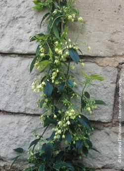 HOLBOELLIA latifolia