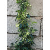 HOLBOELLIA latifolia (Goufla, Vigne bleue de Chine)