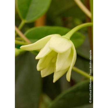 HOLBOELLIA latifolia (Goufla, Vigne bleue de Chine)