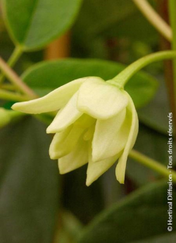 HOLBOELLIA latifolia