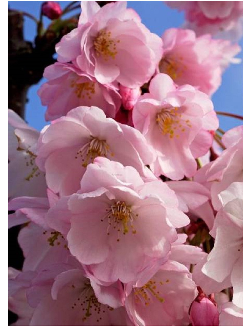 PRUNUS ACCOLADE (Cerisier à fleurs du Japon Accolade)