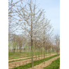 PRUNUS avium (Merisier commun)