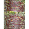 PRUNUS avium (Merisier commun)