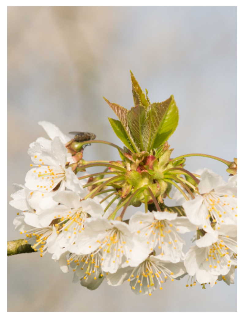 PRUNUS avium (Merisier commun)