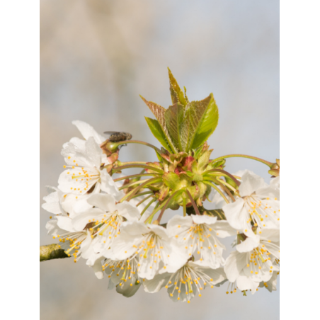 PRUNUS avium (Merisier commun)