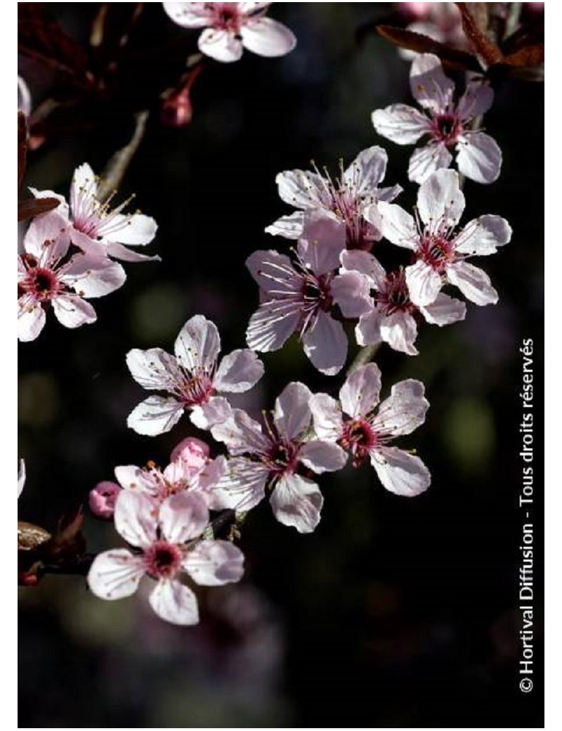 PRUNUS cerasifera ATROPURPUREA (Prunier myrobolan Nigra)