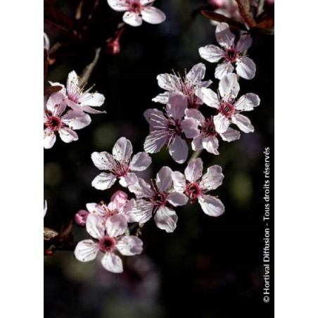 PRUNUS cerasifera ATROPURPUREA (Prunier myrobolan Nigra)