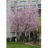 PRUNUS cerasifera ATROPURPUREA (Prunier myrobolan Nigra)