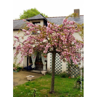 PRUNUS KIKU-SHIDARE-ZAKURA (Cerisier à fleurs pleureur)