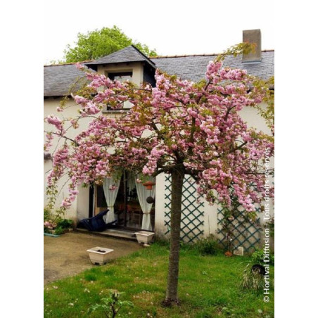 PRUNUS KIKU-SHIDARE-ZAKURA (Cerisier à fleurs pleureur)