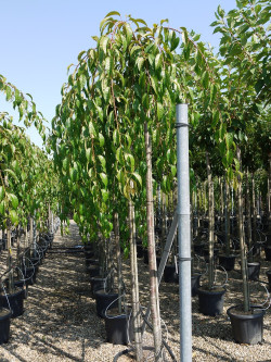 PRUNUS KIKU-SHIDARE-ZAKURA En pot de 35-50 litres tige hauteur du tronc 190-210 cm