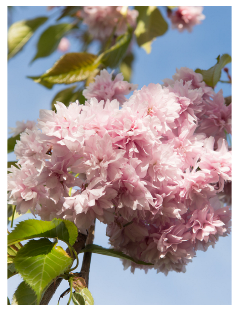 PRUNUS KIKU-SHIDARE-ZAKURA (Cerisier à fleurs pleureur)