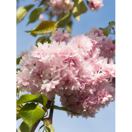 PRUNUS KIKU-SHIDARE-ZAKURA (Cerisier à fleurs pleureur)