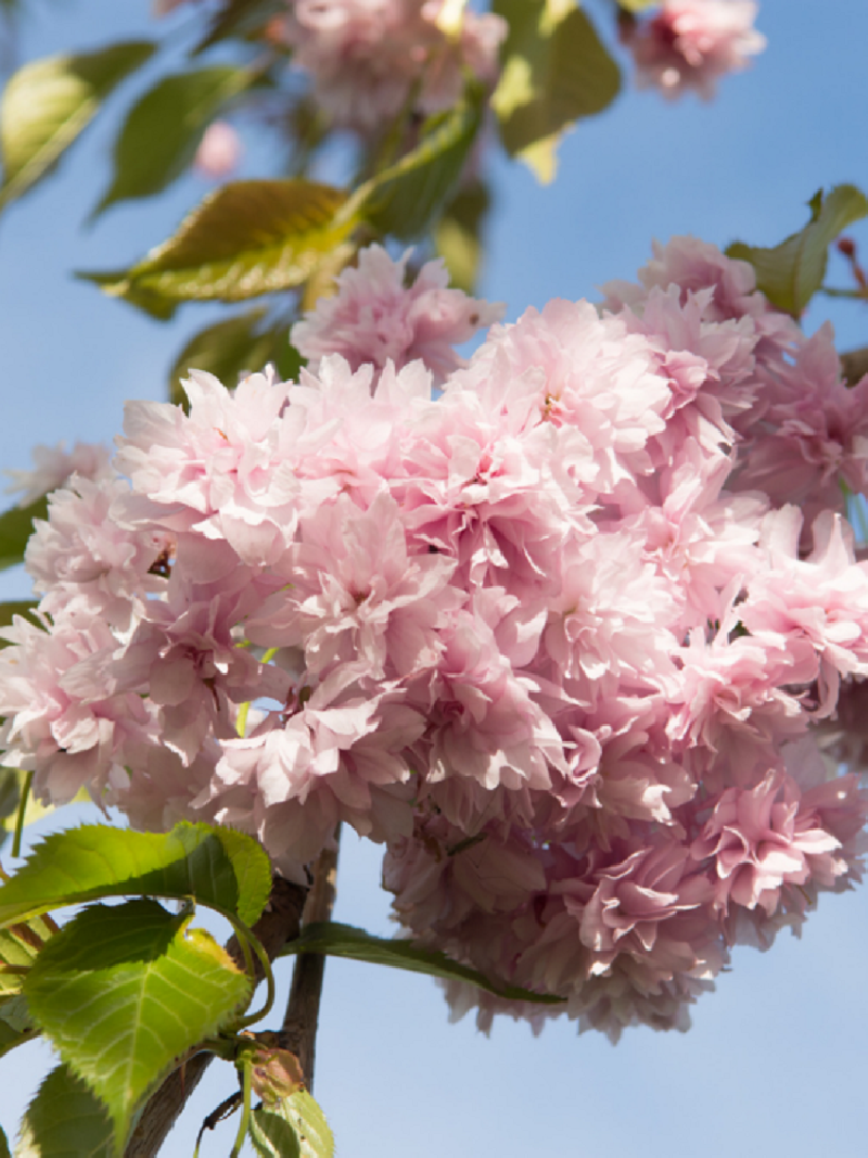 PRUNUS KIKU-SHIDARE-ZAKURA
