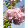 PRUNUS KIKU-SHIDARE-ZAKURA (Cerisier à fleurs pleureur)
