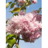 PRUNUS KIKU-SHIDARE-ZAKURA (Cerisier à fleurs pleureur)