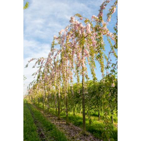 PRUNUS KIKU-SHIDARE-ZAKURA (Cerisier à fleurs pleureur)
