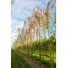 PRUNUS KIKU-SHIDARE-ZAKURA (Cerisier à fleurs pleureur)