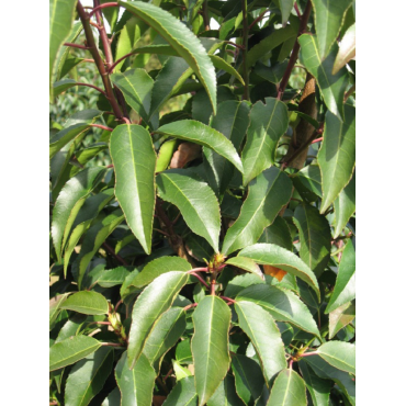 PRUNUS lusitanica ANGUSTIFOLIA (Laurier du Portugal - Arbre)