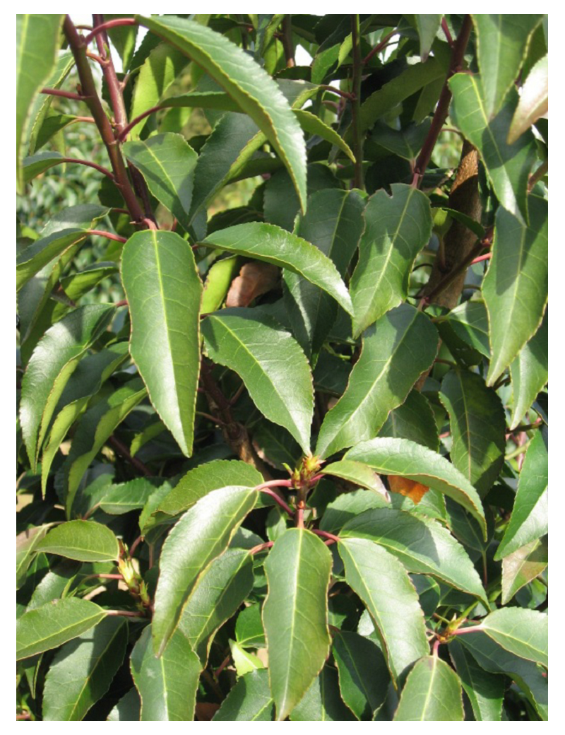 PRUNUS lusitanica ANGUSTIFOLIA (Laurier du Portugal - Arbre)