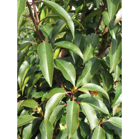 PRUNUS lusitanica ANGUSTIFOLIA (Laurier du Portugal - Arbre)