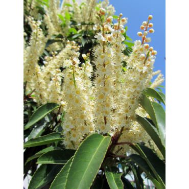 PRUNUS lusitanica ANGUSTIFOLIA (Laurier du Portugal - Arbre)