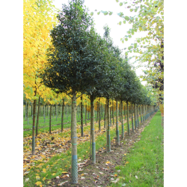 PRUNUS lusitanica ANGUSTIFOLIA (Laurier du Portugal - Arbre)