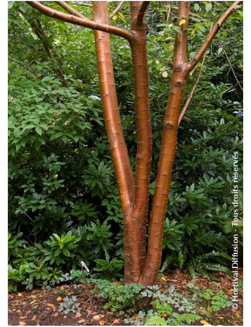 PRUNUS maackii AMBER BEAUTY (Cerisier de Mandchourie Amber beauty)