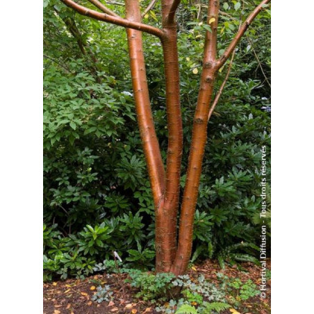 PRUNUS maackii AMBER BEAUTY (Cerisier de Mandchourie Amber beauty)