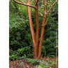 PRUNUS maackii AMBER BEAUTY (Cerisier de Mandchourie Amber beauty)