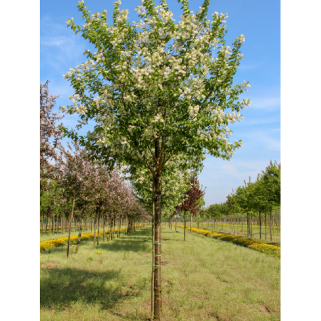 PRUNUS maackii AMBER BEAUTY (Cerisier de Mandchourie Amber beauty)