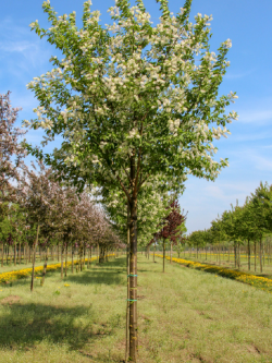 PRUNUS maackii AMBER BEAUTY