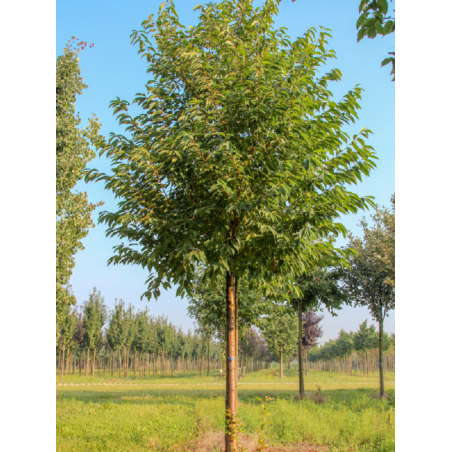 PRUNUS maackii AMBER BEAUTY (Cerisier de Mandchourie Amber beauty)