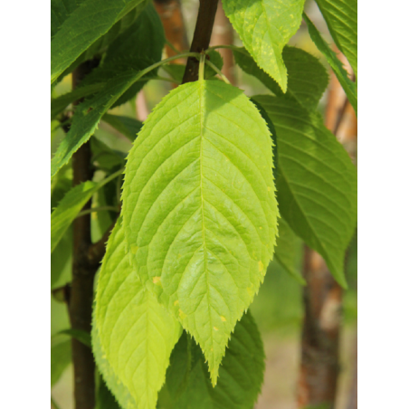 PRUNUS maackii AMBER BEAUTY (Cerisier de Mandchourie Amber beauty)