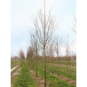PRUNUS serotina (Cerisier tardif, Cerisier noir)