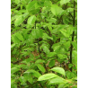 PRUNUS serotina (Cerisier tardif, Cerisier noir)