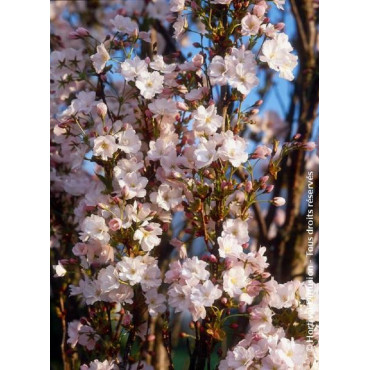 PRUNUS serrulata AMANOGAWA (Cerisier des collines du Japon Amanogawa)