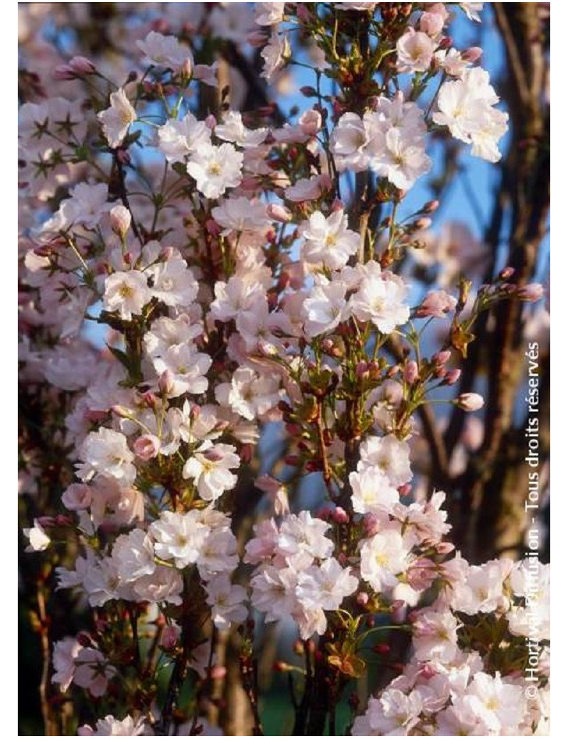 PRUNUS serrulata AMANOGAWA (Cerisier des collines du Japon Amanogawa)