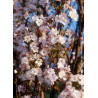 PRUNUS serrulata AMANOGAWA (Cerisier des collines du Japon Amanogawa)
