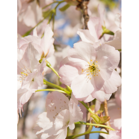 PRUNUS serrulata AMANOGAWA (Cerisier des collines du Japon Amanogawa)