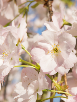 PRUNUS serrulata AMANOGAWA