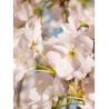 PRUNUS serrulata AMANOGAWA