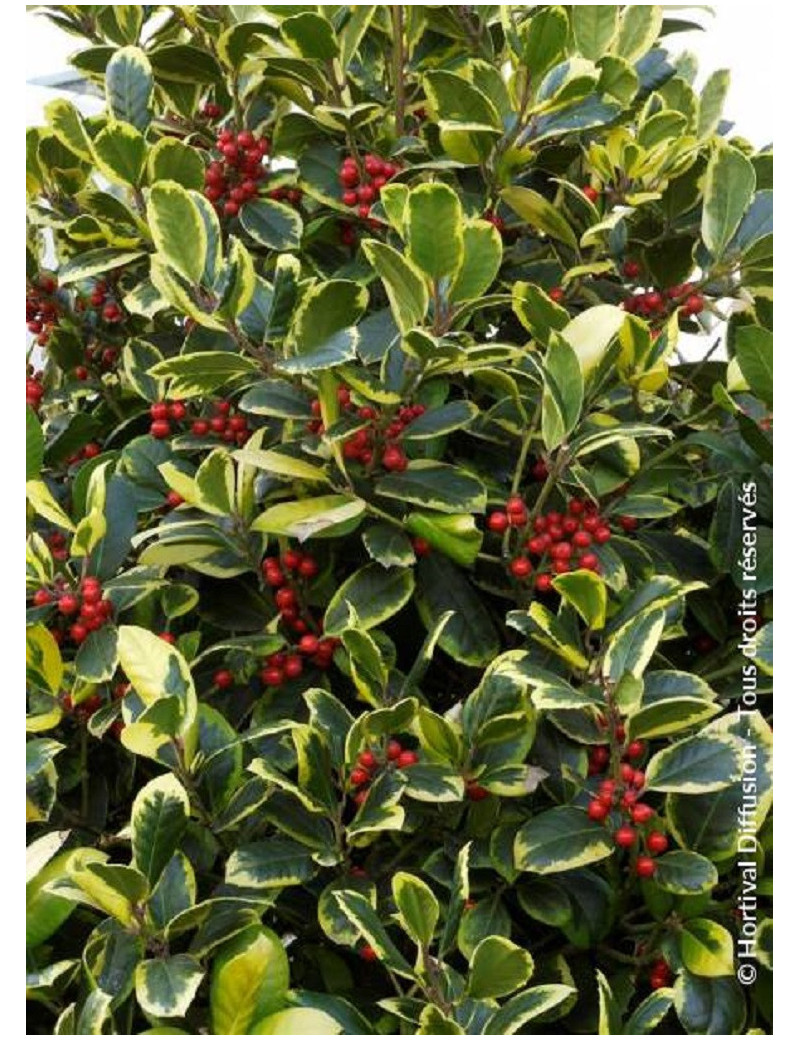 ILEX altaclerensis Golden King (Houx de Highclere Golden King)