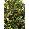 ILEX altaclerensis Golden King (Houx de Highclere Golden King)