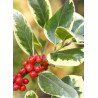 ILEX altaclerensis Golden King (Houx de Highclere Golden King)