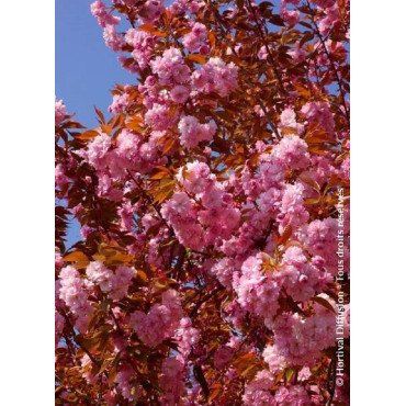 PRUNUS serrulata KANZAN (Cerisier des collines du Japon Kanzan)