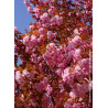 PRUNUS serrulata KANZAN (Cerisier des collines du Japon Kanzan)