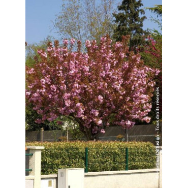 PRUNUS serrulata KANZAN (Cerisier des collines du Japon Kanzan)